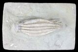 Crinoid (Scytalocrinus) Fossil - Crawfordsville, Indiana #99918-1